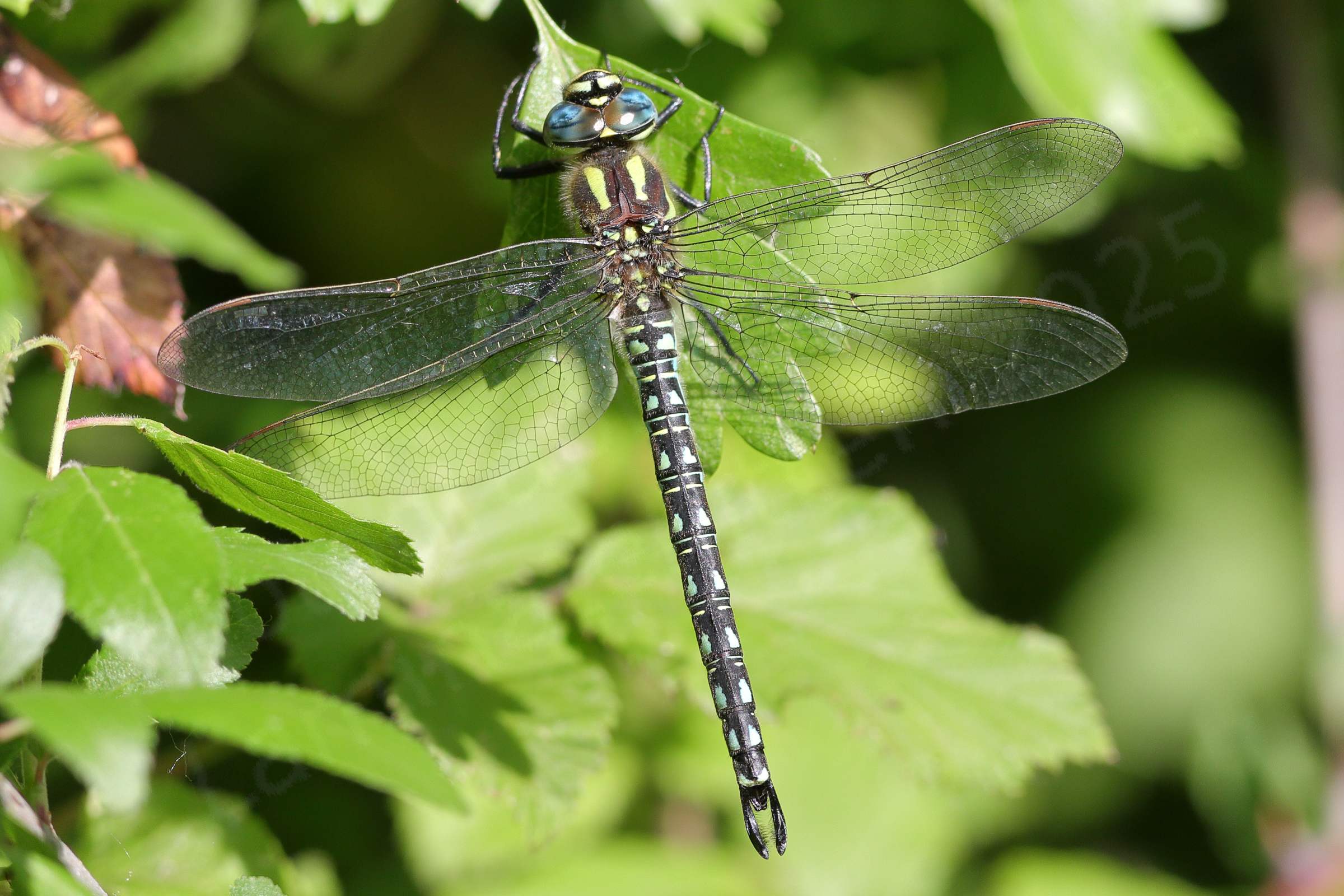 A medium sized colourful Dragonfly is resting vertically on a hawthorn hedge.