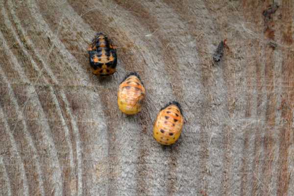 Three Ladybird Pupae attached to a wooden fence with a tiny fly somehow just under the outer skin of the central pupae.