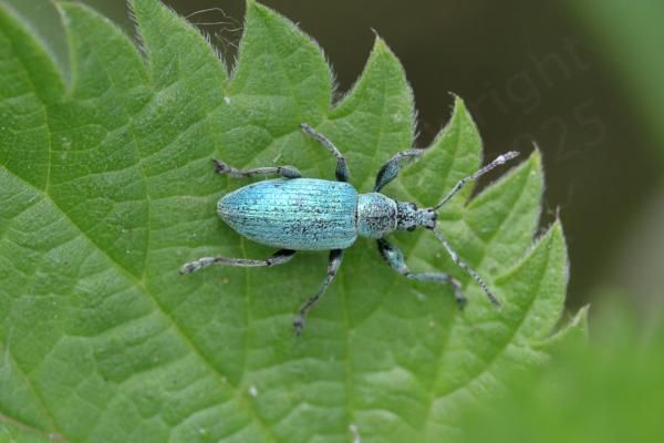 A metallic light blue Weevil with antennae emerging from the rostrum is exploring a nettle leaf.