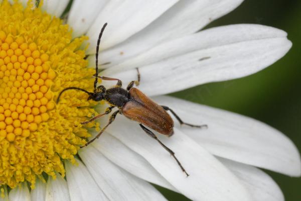 A small dark coloured beetle with light brown wing cases and long black antennae is covered in orange pollen from the Oxeye Daisy it is feeding on.