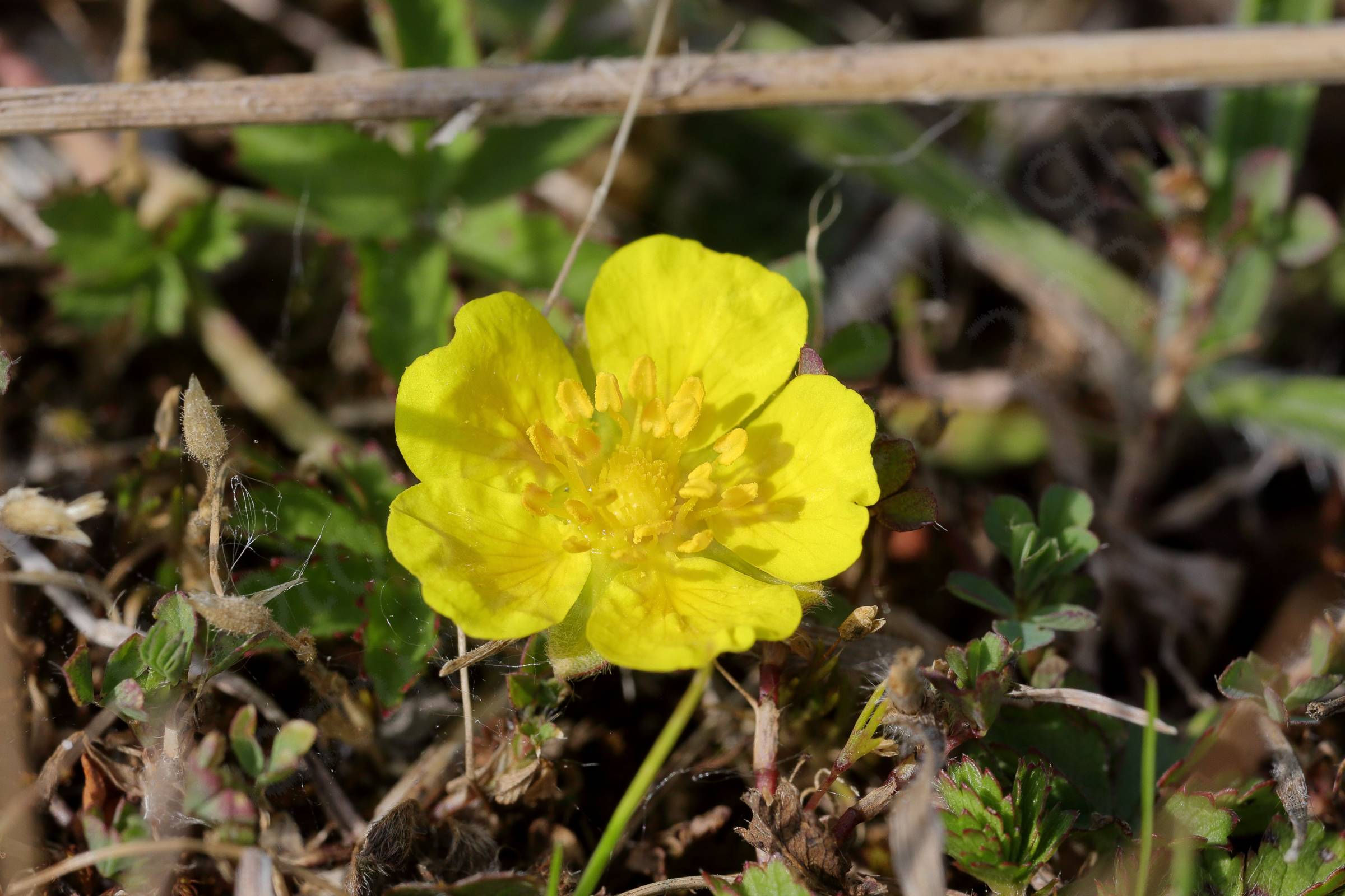 A bright yellow flower wih five broad petals and matching centre and stamens.