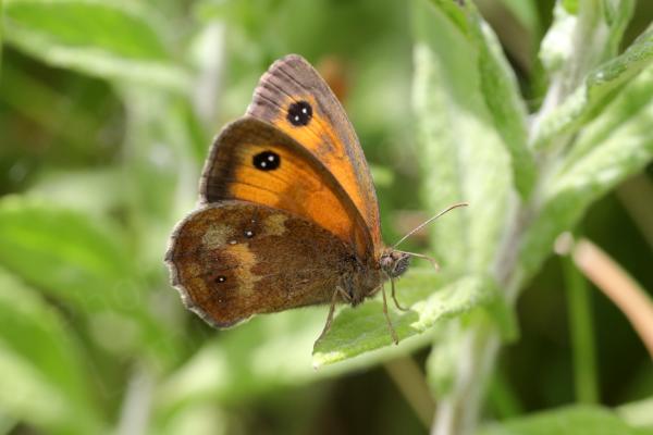 A Gatekeeper Butterfly resting on a sunlit leaf with its wings partially open giving us a feast of brown and orange.