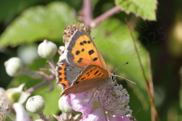 A Small Copper Butterfly mostly pale orange and light brown in colour is feeding on a Blackberry flower.