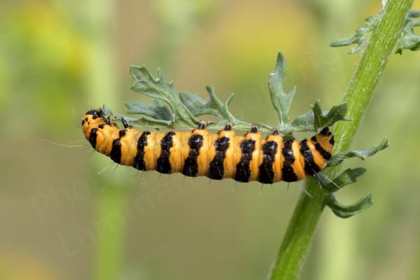 A large orange and black banded Cinnabar Moth Caterpillar upside down and eating a leaf.