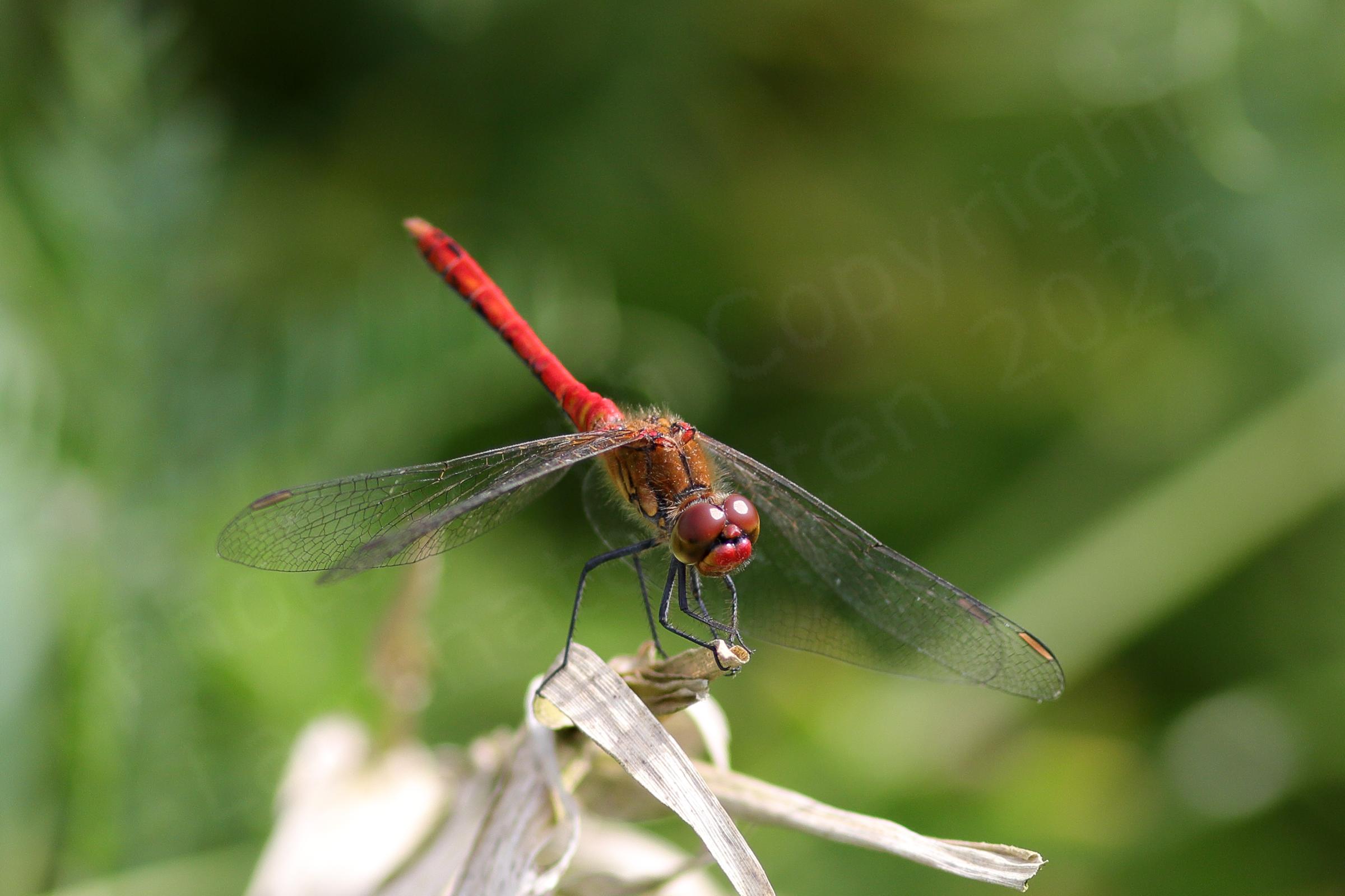 A small Bright Red Dragonfly is perched on some old vegetation.