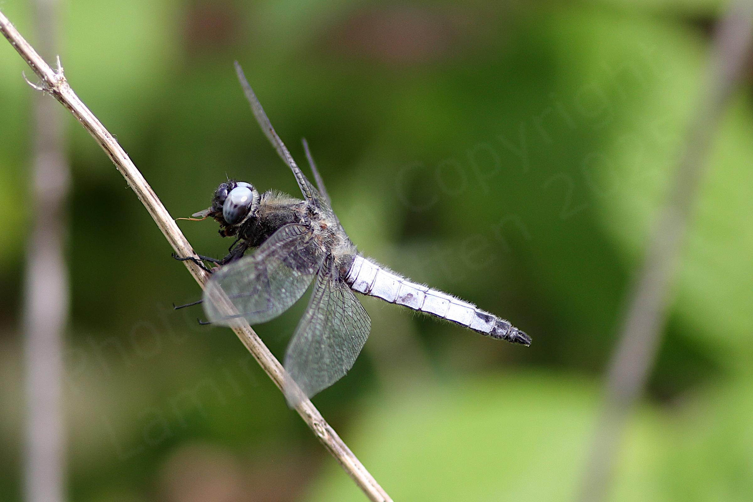 A male Scarce Chaser Dragonfly with black hairy thorax and greyish blue eyes and abdomen is eating a small insect.