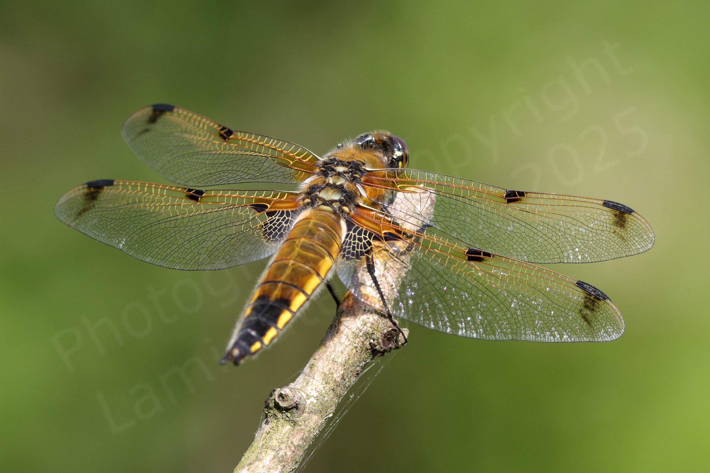 A Four Spotted Chaser Dragonfly golden brown in colour with a yellow stripe along each side of its abdomen and black patches on its wings.