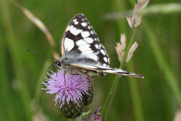 A hairy large brown and white Butterfly is feeding from a light purple thistle flower.
