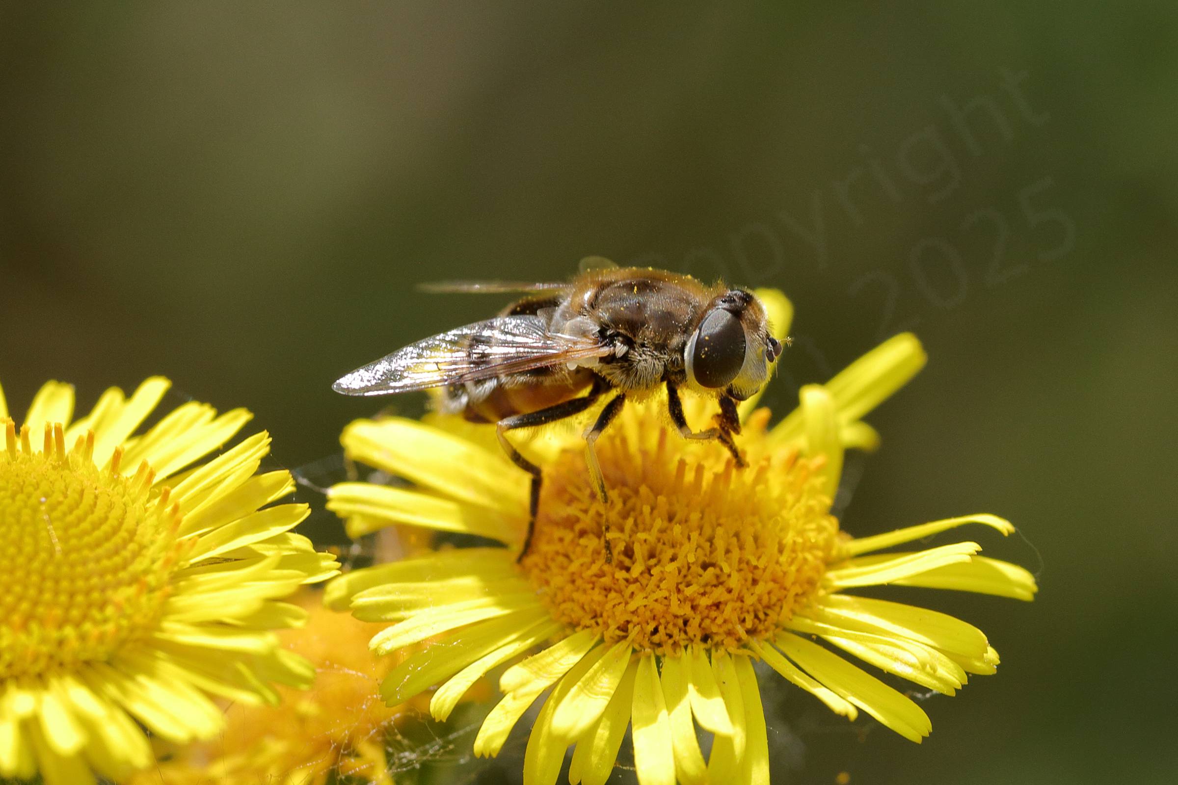 A medium sized golden brown Hoverfly with white hairs is feeding on a sunlit yellow Fleabane flower.