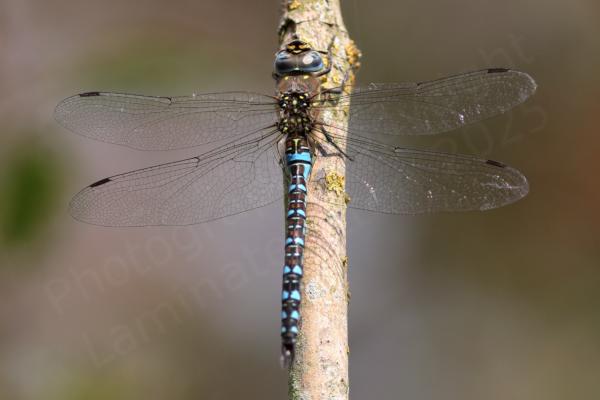 A blue and brown Migrant Hawker Dragonfly is resting on a vertical branch.