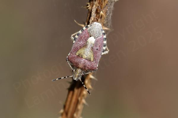 A cream with pinks and blacks Hairy Shieldbug is walking down a brown thorny plant stem.