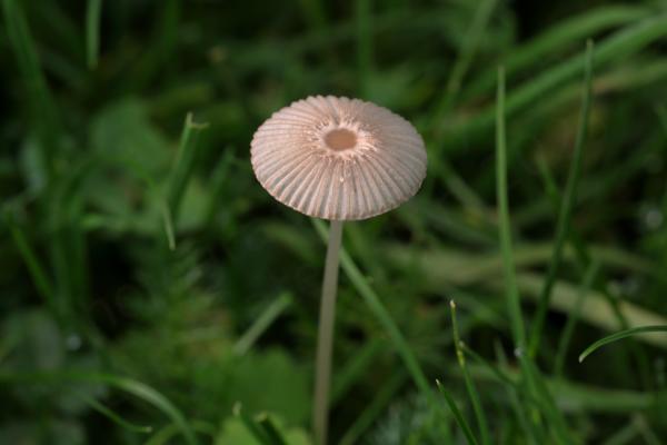 A tiny almost translucent fungi with brownish ribs radiating from the centre of the cap sits on a tall and very slender stem.