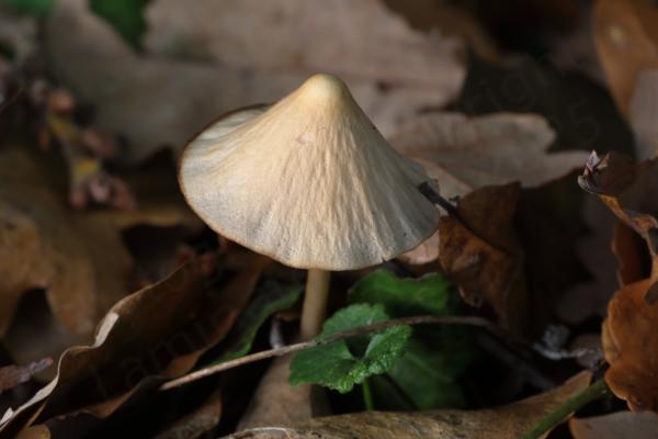 Surrounded by brown fallen leaves is a delightful cream mushroom with a slightly concave conical cap and a slender stem.
