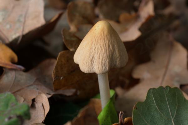 A cream coloured rounded conical mushroom shaped fungi that looks as if it will open up more to resemble a larger cone.