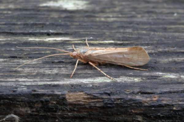Sitting on a fence is a pale pink and white Caddisfly with long antennae.
