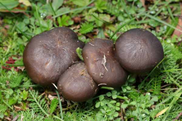 A cluster of dark brown fungi broadly mushroom shaped with very short stems and pressed tightly together.