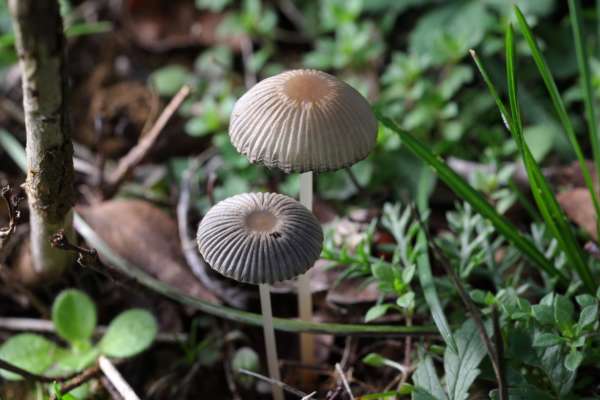 A pair of delicate almost translucent mushroom shaped fungi with tall slender stems and a pleated cap mostly cream and grey in colour.