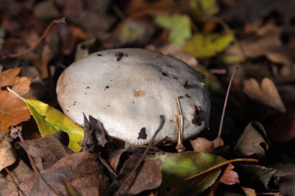 A large cream coloured mushroom shaped fungi with short stem is nestled amongst the fallen leaves of autumn.