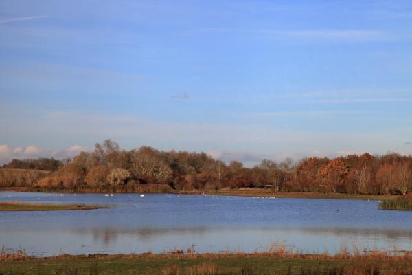 A view across the far end of the lake at Summer Leys with plenty of water fowl enjoying the weather and the Charles Towler Bird Hide just visible amongst the brown autumnal looking trees.