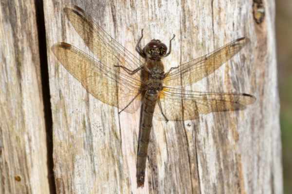 A dark brown female Common Darter is enjoying the warmth of the sun on her pale fence post.