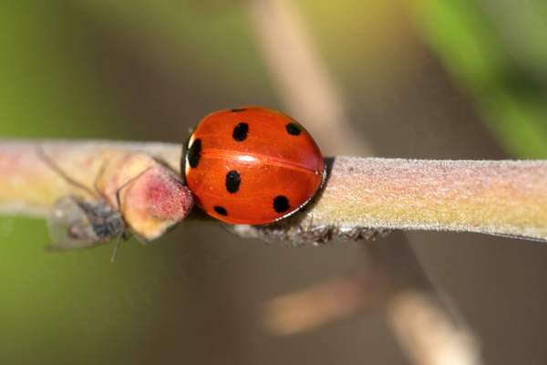 A bright red Seven Spot Ladybird on a slender branch which has a few dark coloured aphid type insects on the underside.