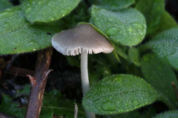 A tall cream and lightish brown to grey mushroom shaped fungi is growing underneath a plant with dark green hairy leaves which are covered in droplets of moisture.