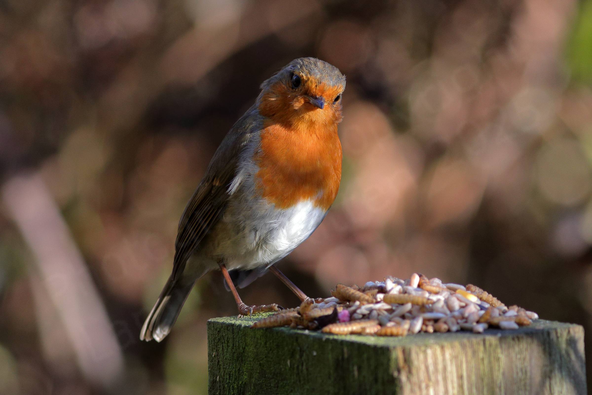 A colourful Robin is inspecting some bird food on top of a fence post.