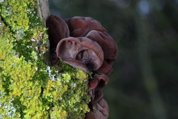 A cluster of very dark brown almost black fungi shaped a little like human ears are located on a lichen covered tree trunk.