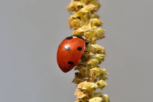 A Seven Spot Ladybird is investigating a long light green catkin.