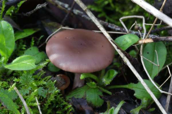 A medium sized mushroom shaped fungi with a short pale stem and a brown cap with a distinct purple lilac tinge.