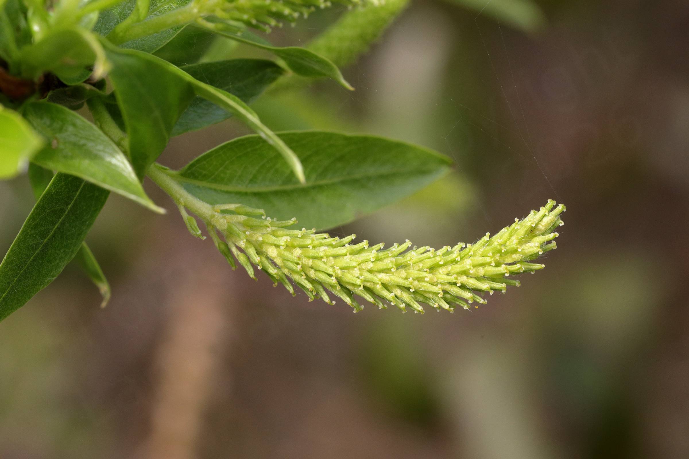 A long and slender light green catkin is accompanied by some young green leaves.