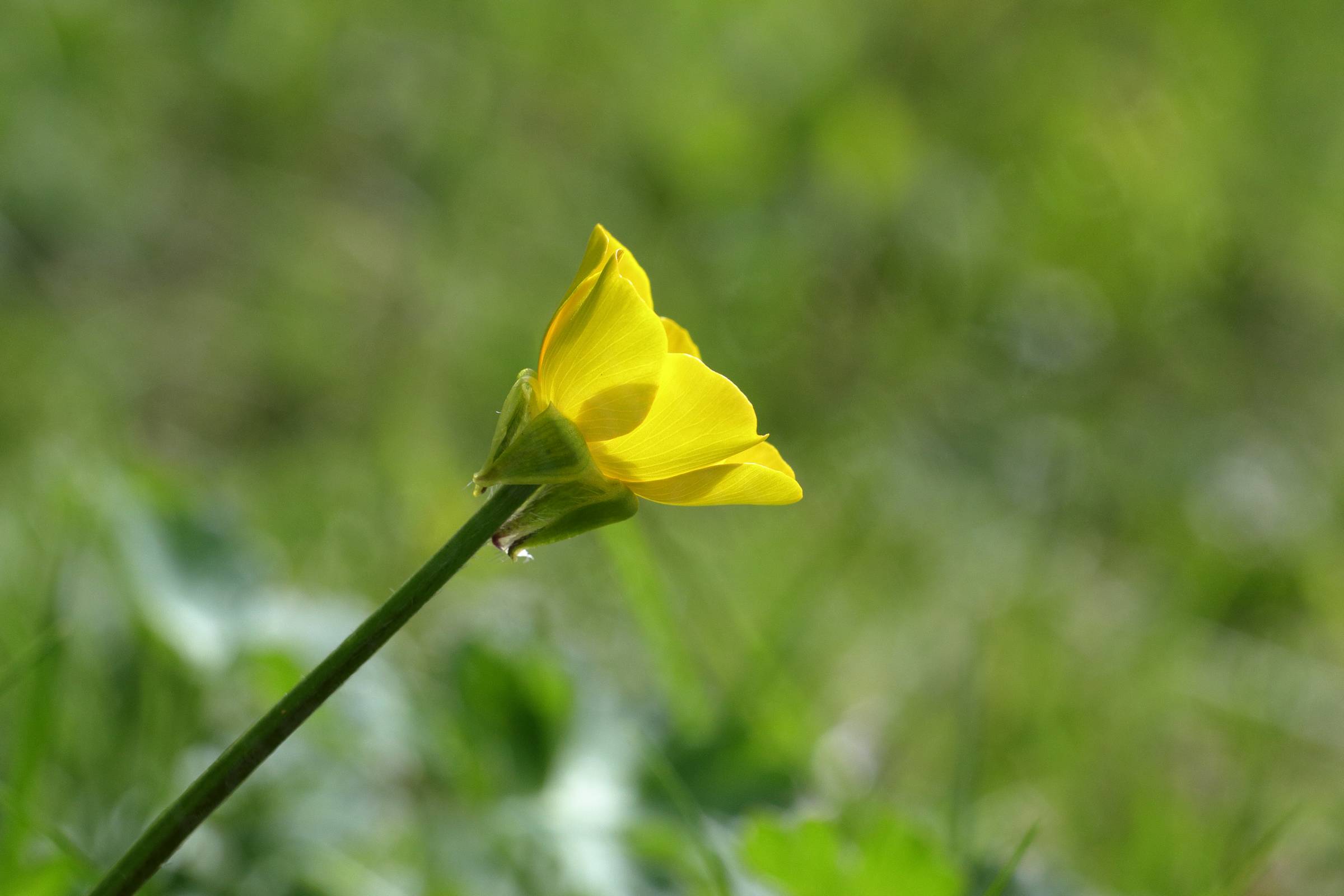 A single yellow buttercup flower on a long slender green stem is soaking up the sun.