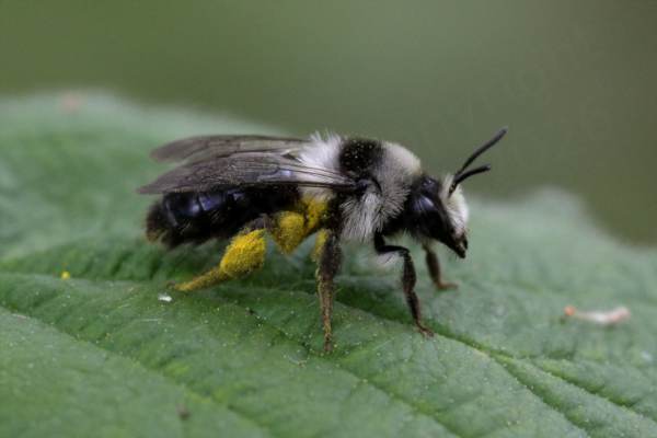 A female Ashy Mining Bee with rear legs covered in yellow pollen and otherwise mostly black with two bands of long light grey hairs on her abdomen and a further patch on the front of her head.