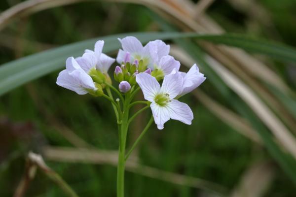 On top of a single stem of Cukooflower are several delicate white to pale lilac flowers with four broad peatls and pale green centres.