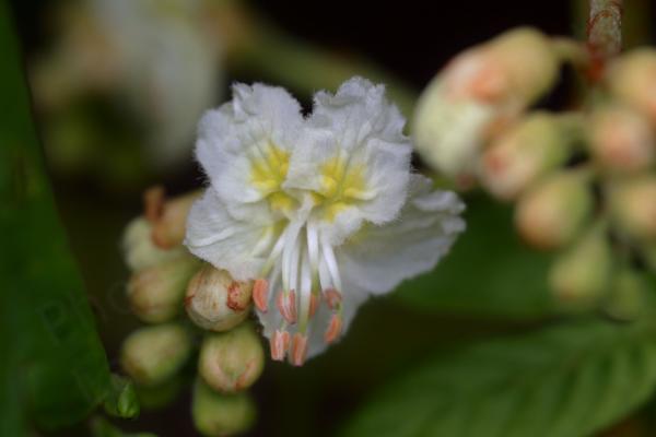 A single very delicate looking Horse Chestnut flower  almost translucent in white with pale yellow towards the inner and long white stamens with peach coloured anthers.