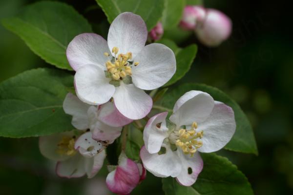 A small group of Crab Apple flowers with some yet to open fully and others fully open displaying five white pink tinged broad petals with white stamens and pale yellow stamens in the centre.