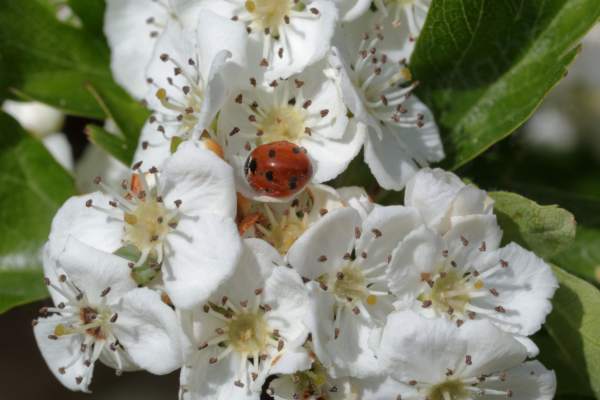 A 7 Spot Ladybird sits in the middle of a cluster of Hawthorn flowers with broad white petals a creamish centre with white stamens and brown anthers.