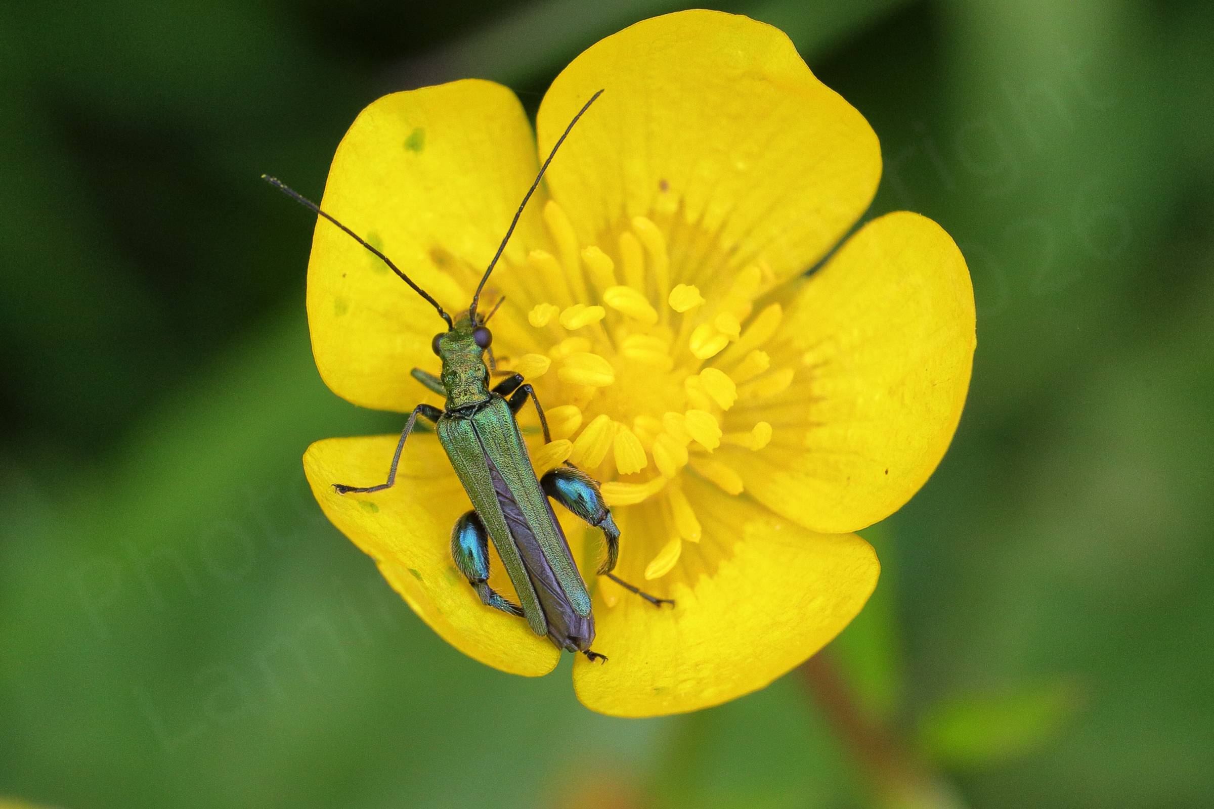 A Buttercup is hosting a slender metallic dark green Thick Legged Flower Beetle with his signature thick thighs on his hindmost legs.