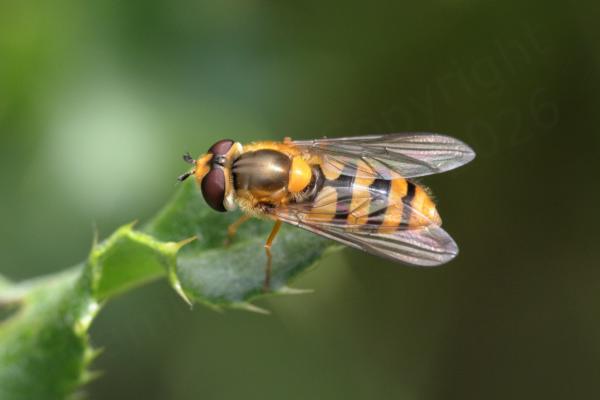 A rather immaculate black and golden yellow Hoverfly is resting on what looks like a Holly leaf.