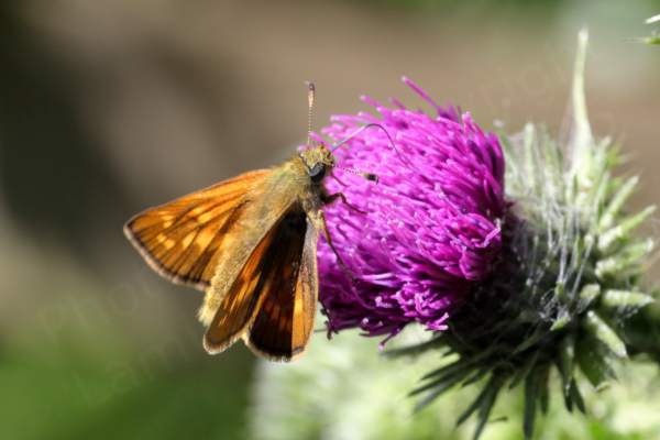 A dark golden brown and very fluffy Large Skipper Butterfly is feeding from a Thistle Flower.