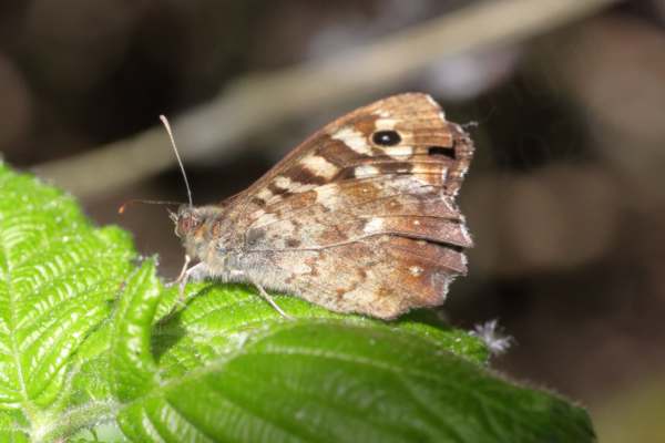 A Speckled Wood Butterfly at rest with folded wings which are in various shades from cream to dark brown.