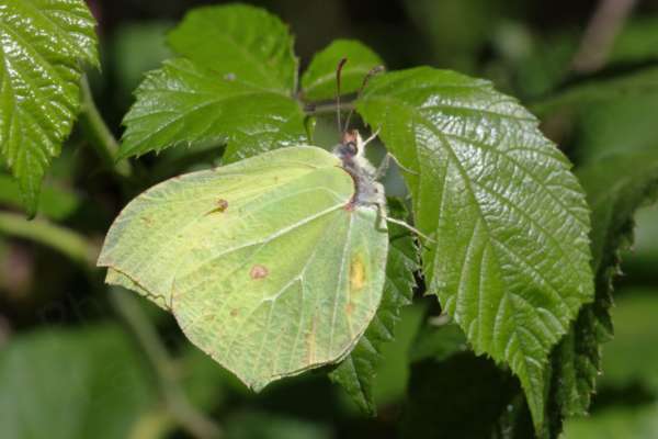 A Brimstone Butterfly at rest with folded wings showing a fluffy white head and large wings in various shades of pale green and yellowish green.