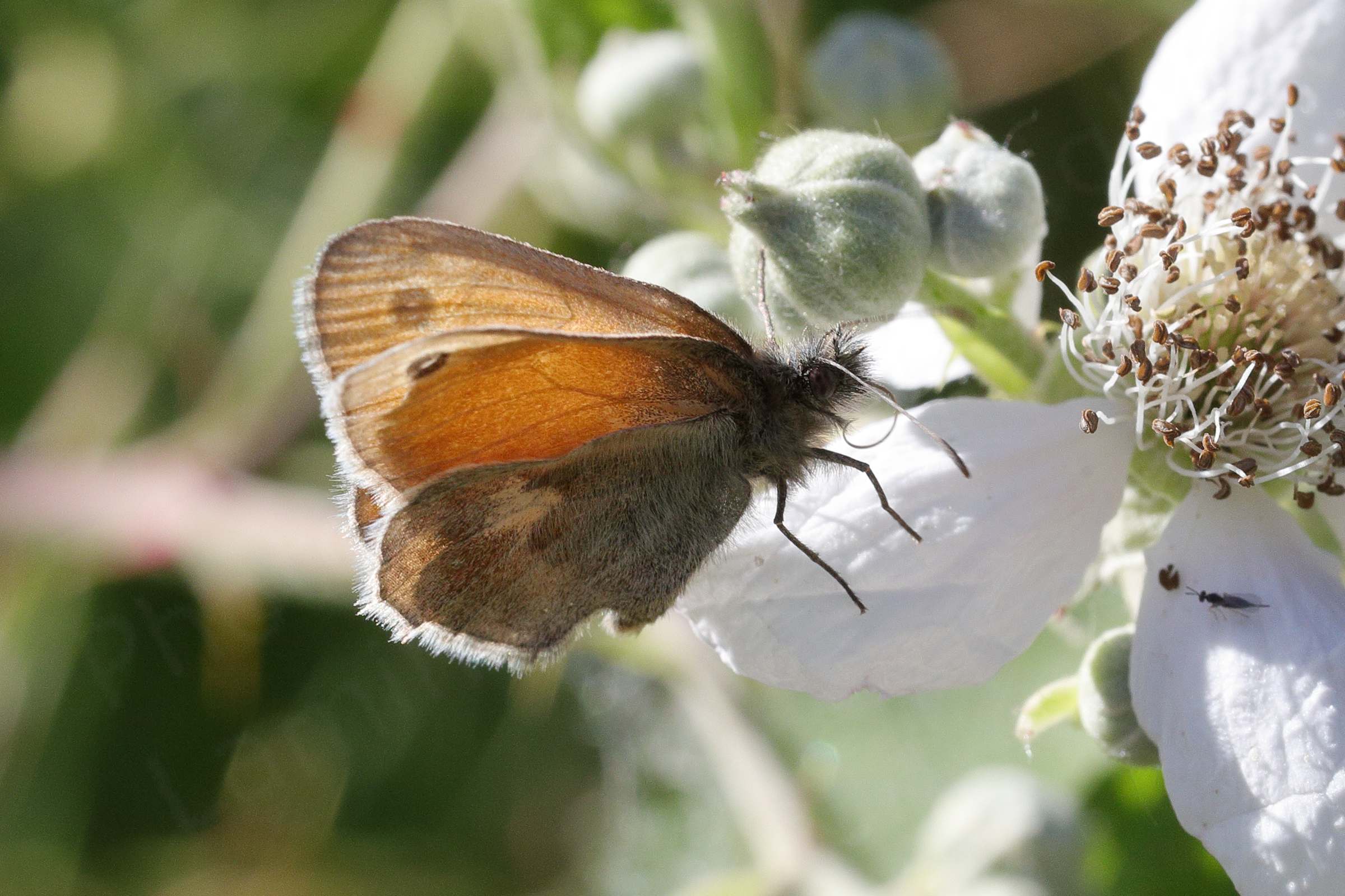 Feeding on a Blackberry Flower is a rather hairy Small Heath Butterfly with folded wings whose abdomen is a greyish brown and the wings shades of brown and bright orange.