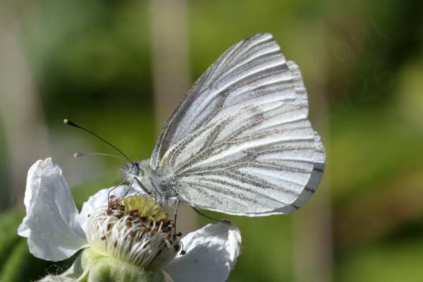 A Green Veined White Butterfly with folded wings is feeding from a Blackberry flower with the intricate pattern of darker veins standing out from the white undersides of its wings.