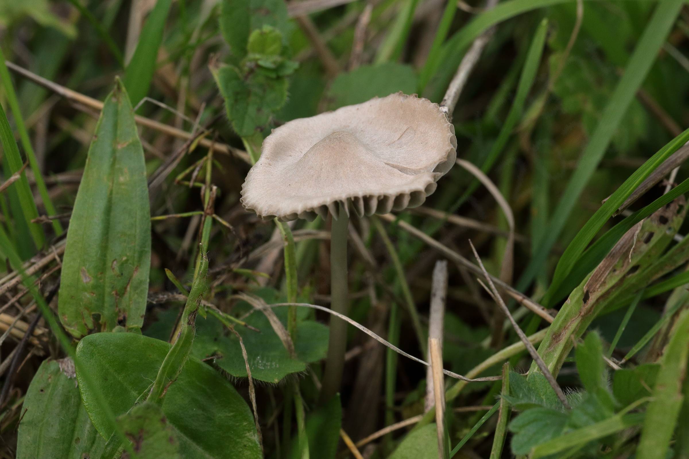 A tall cream and pinkish brown mushroom shaped fungi with a wavy cap exposing the gills at the sides is nestled amongst the grass.