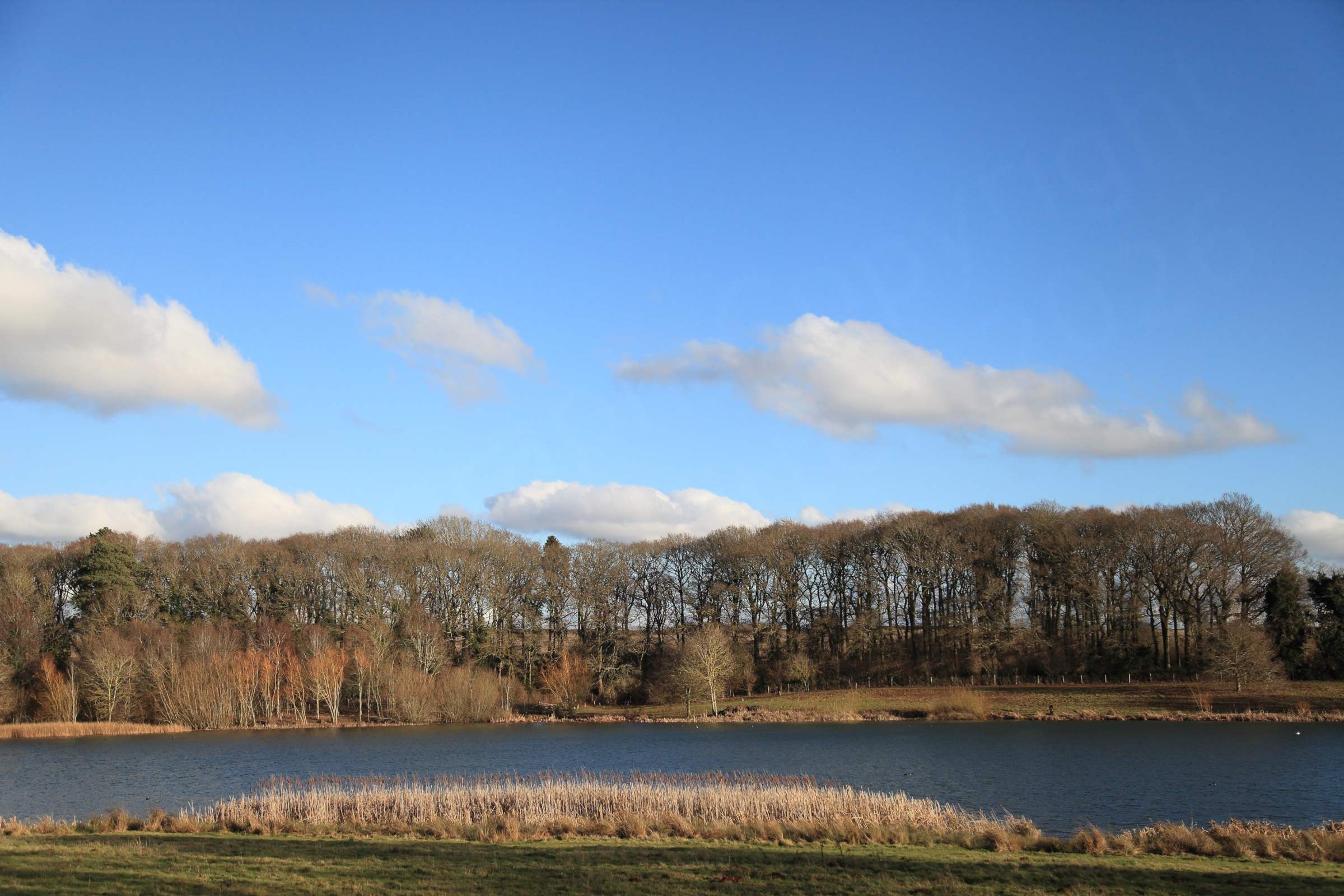 A view across a narrow part of the reservoir with a large thicket of bare trees on the far bank enjoying a bright blue sky with fluffy white clouds.