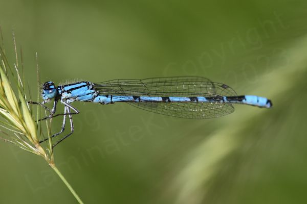 The mature male Common Blue Damselfly is a bright blue medium sized Damselfly with very distinctive small black mushroom shaped markings along the upper half of its abdomen.