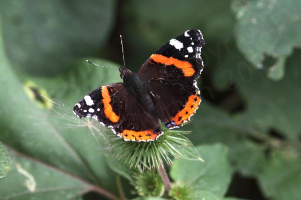 The Red Admiral is a large mostly black Butterfly with a wide orangy red stripe along the middle of the upper forewings and white blotches towards the wing tips.