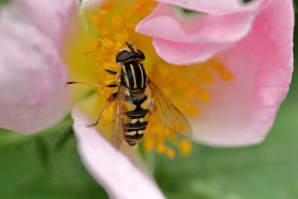 A medium sized dark brown and yellow hoverfly is feeding from a pink wild rose flower.