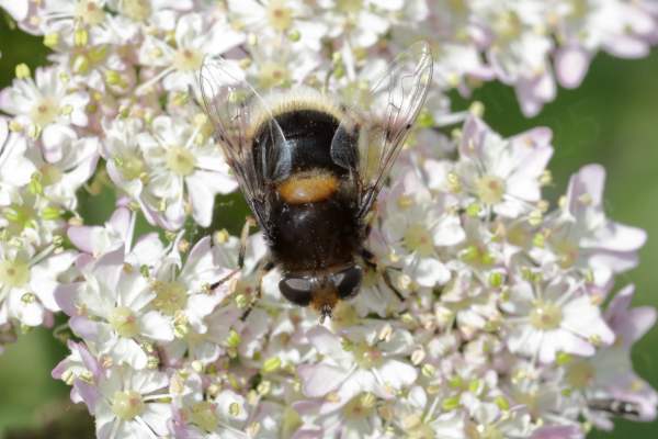 Feeding on an umbelliferous flower is a very fluffy hoverfly that looks very like a plump bumblebee.